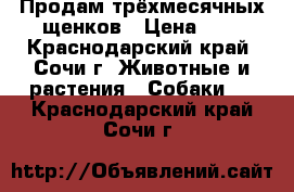 Продам трёхмесячных щенков › Цена ­ 1 - Краснодарский край, Сочи г. Животные и растения » Собаки   . Краснодарский край,Сочи г.